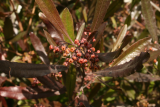 Dodonaea viscosa 'Purpurea' RCP4-2015 112.JPG